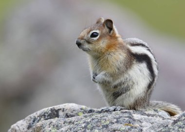 Altın mantled zemin sincap - Jasper National Park, Amerika Birleşik Devletleri