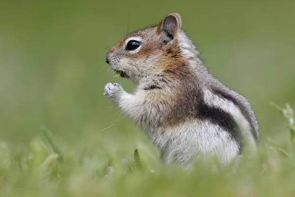 Golden-mantled bakkeekorn - Jasper nasjonalpark, Canada – stockfoto