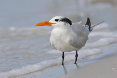 Bir Meksika Körfezi'Beach - Florida Kraliyet sumru