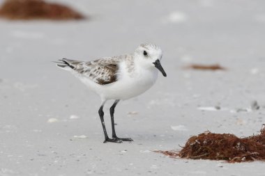 Sonbaharda bir Florida sahilde yiyecek arama sanderling