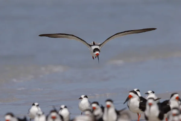 Skimmer preto se preparando para pousar em uma praia da Flórida — Fotografia de Stock