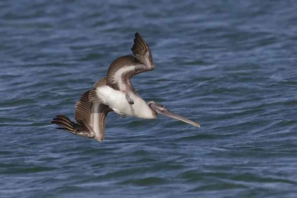 Immature Brown Pelican diving toward the water - Florida — Stock Photo, Image