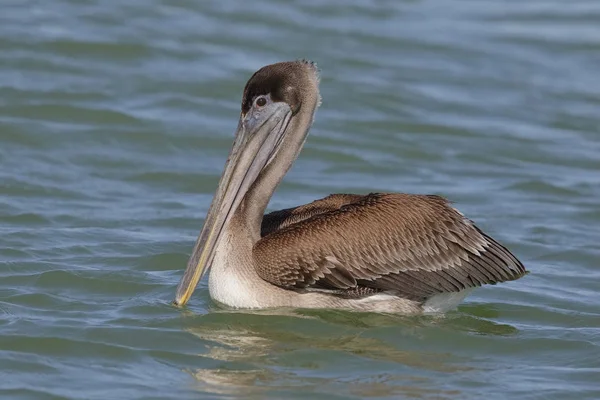 Immaturo Brown Pelican galleggiante nel Golfo del Messico — Foto Stock