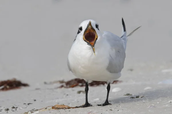 Sandwich Tern chamando em uma praia da Flórida — Fotografia de Stock