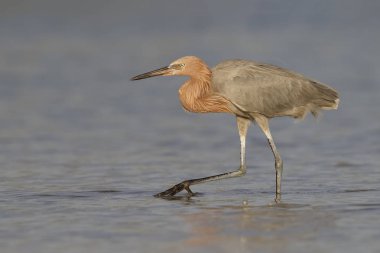 Bir Florida gelgit havuzunda yiyecek arama kırmızımsı ak balıkçıl 