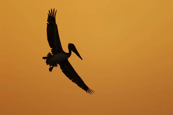 Brown Pelican in flight silhouetted against a Florida sunset — Stock Photo, Image