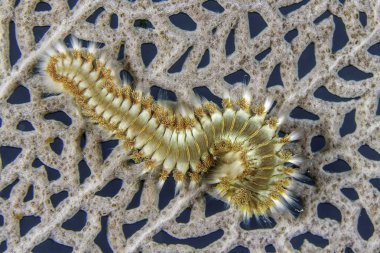 Sakallı Fireworm üzerinde bir deniz Fan - Roatan
