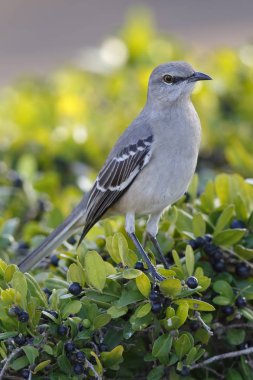 Kuzey Mockingbird - St Petersburg, Florida