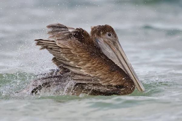 Pélican brun immature se baignant dans le golfe du Mexique — Photo