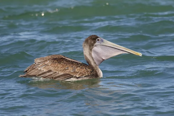 Braunpelikan schwimmt im Golf von Mexiko - florida — Stockfoto