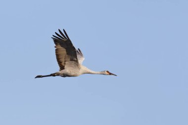 Sandhill Crane in flight - Gainesville, Florida clipart