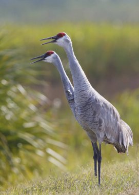 Sandhill Vinçler çifti arıyor - Melbourne, Florida