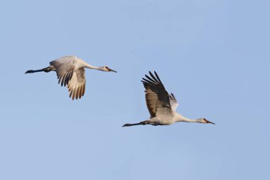 Sandhill vinçler (Grus canadensis) çifti uçuş - Gainesvill