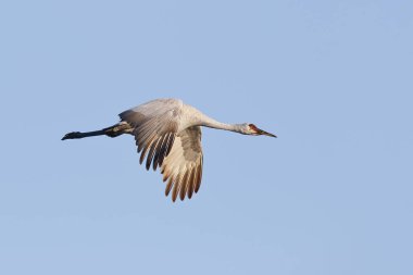 Uçuş - Gainesville, Florida Sandhill Crane