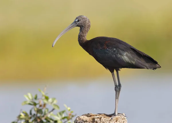 Zwarte Ibis zat op een stomp - Melbourne, Florida — Stockfoto