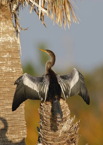 Аньинга расправляет крылья, чтобы высохнуть - Мельбурн, Флорида — стоковое фото