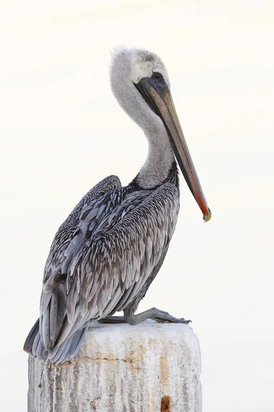 Imaturo marrom pelicano empoleirado em um doca empilhamento - Florida — Fotografia de Stock