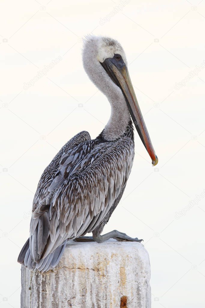 Immature Brown Pelican perched on a dock piling - Florida