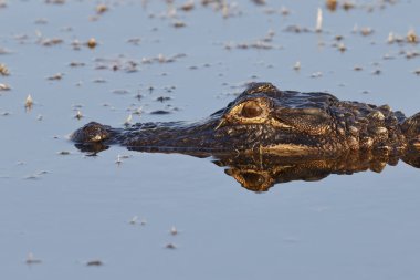 Amerikalı bir timsah - Florida closeup