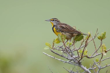 Doğu Meadowlark tünemiş bir çalı - Florida