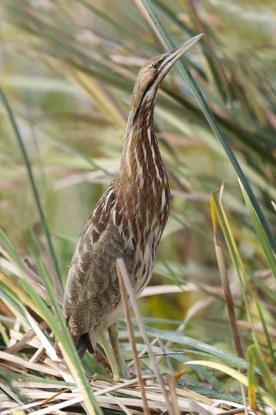 American Bittern hiding in a cattail marsh - Florida — Stock Photo, Image