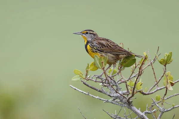 Meadowlark Oriental empoleirado em um arbusto - Flórida — Fotografia de Stock