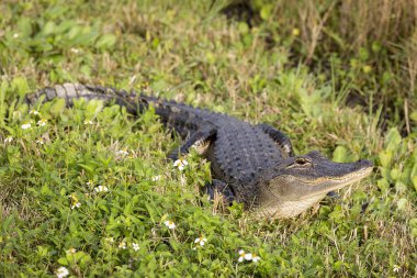 Amerikan timsahı güneş - Florida tadını çıkarma