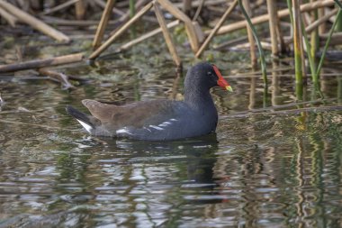 Ortak moorhens - Florida