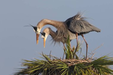 Büyük mavi Herons Kur davranışları sonunda onların yuvadan görüntüleme