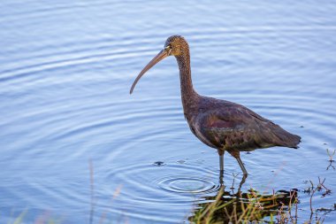 Parlak Ibis - Merritt Island, Florida