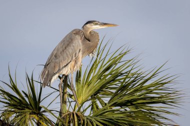 Büyük mavi balıkçıl Pam ağaçta - Florida iç içe geçirme