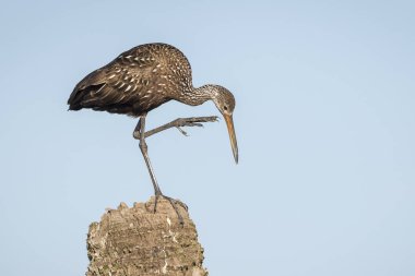 Limpkin başı - Florida tırmalamak
