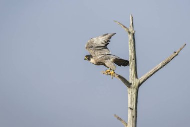 Peregrine Falcon uçakla - Florida