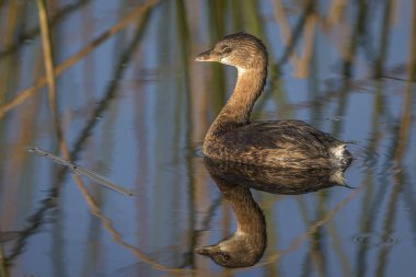 Fareli Köyün - gagalı batağan - Florida