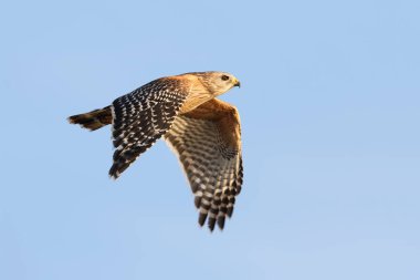 Red-shouldered Hawk in Flight - Florida clipart