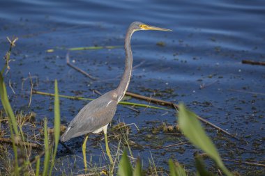 Büyük mavi balıkçıl SAP avını bir Florida gölet kenarındaki