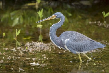 Tricolored Heron - Merritt Island, Florida