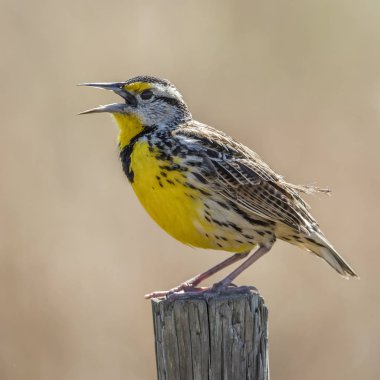 Doğu Meadowlark şarkı bir çit sonrası - Florida