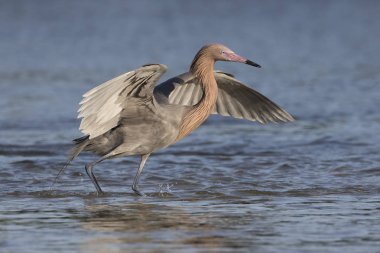 Onun kanatlarını olarak ile kırmızımsı ak balıkçıl bir balık takip ediyor. 