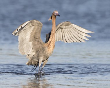 Onun kanatlarını olarak ile kırmızımsı ak balıkçıl bir balık takip ediyor. 