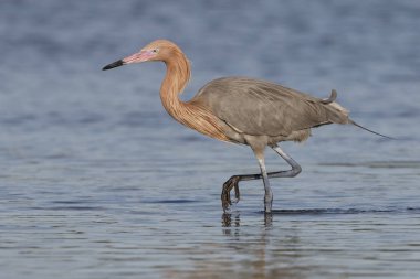 Bir sığ gelgit lagün - Florida yiyecek arama kırmızımsı ak balıkçıl