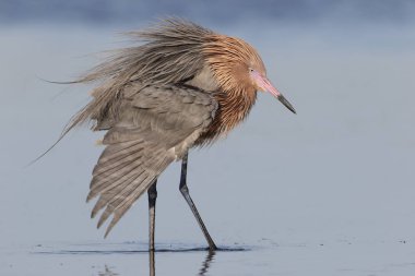 Bir kanat - Florida uzanan kırmızımsı ak balıkçıl