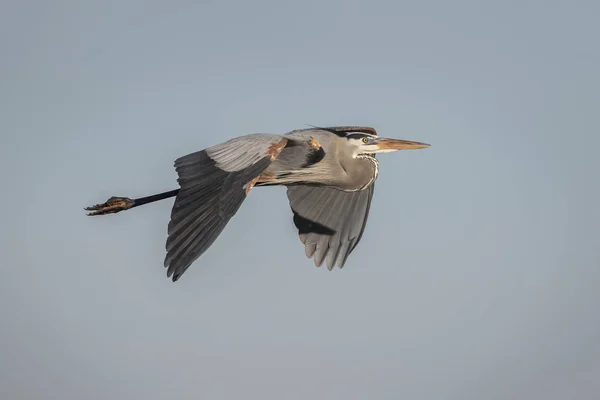 Blaureiher im Flug — Stockfoto