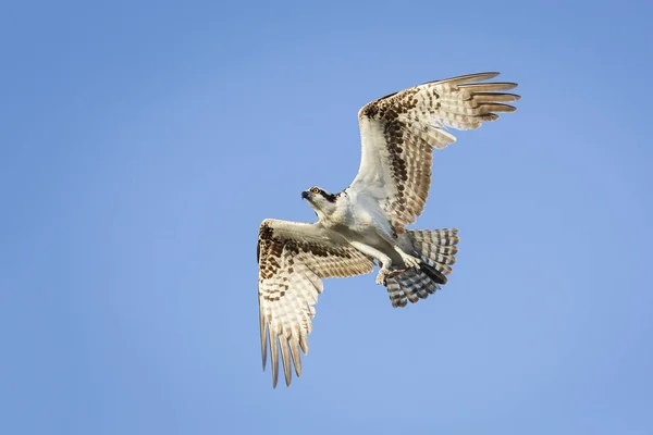 Osprey in Flight - Florida — Stock Photo, Image