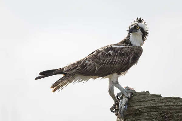 Osprey Eating a Fish - Melbourne, Florida — Stock Photo, Image