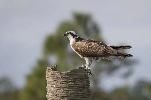 Fischadler essen einen Fisch - melbourne, florida — Stockfoto