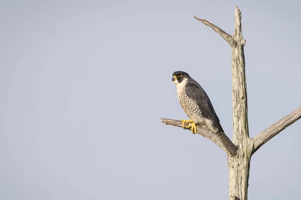 Peregrine Falcon cocoțat într-un copac mort Florida — Fotografie, imagine de stoc