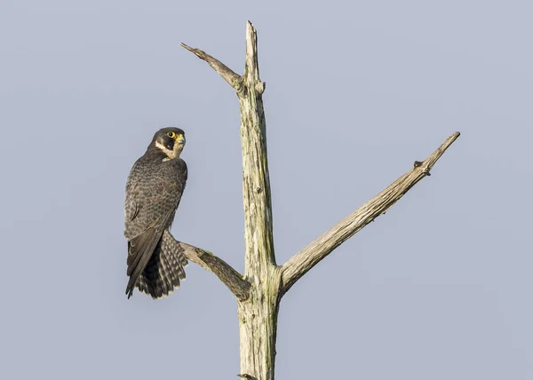 Peregrine Falcon Perched in a Dead Tree - Florida — Stock Photo, Image