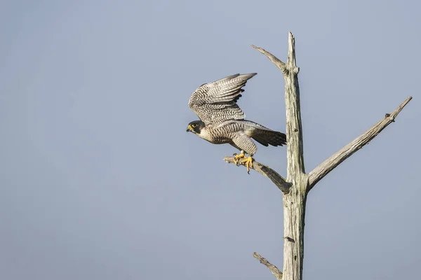 Peregrine Falcon Taking Flight - Florida — Stock Photo, Image