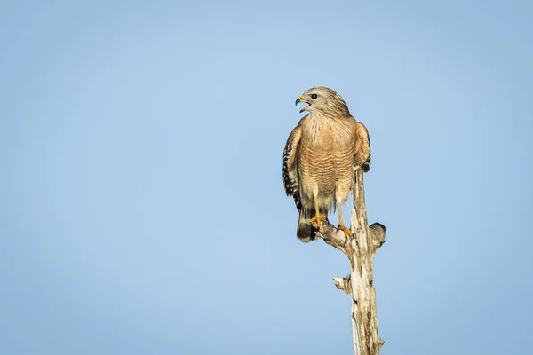 Red-shouldered Hawk perched on a dead tree - Florida — Stock Photo, Image